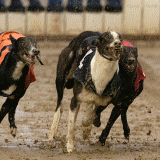 Greyhound Racing