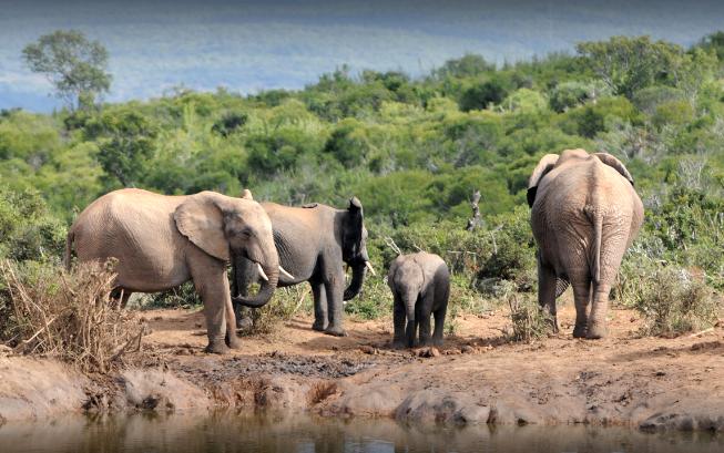 Elephants