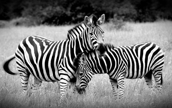 Zebras