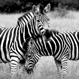 Zebras